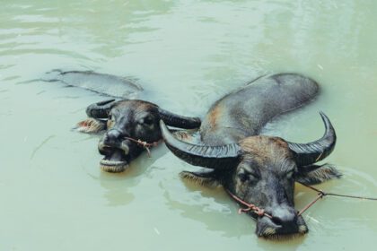 دانلود عکس دو گاومیش در حال شنا در آب کانال