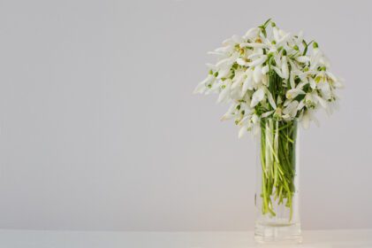 دانلود عکس گل های برفی در گلدان در پس زمینه سفید