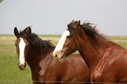 دانلود عکس دو اسب در یک مرتع ساسکاچوان در یک روز بادی