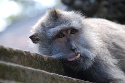 دانلود عکس جنگل میمون اوبود در بالی