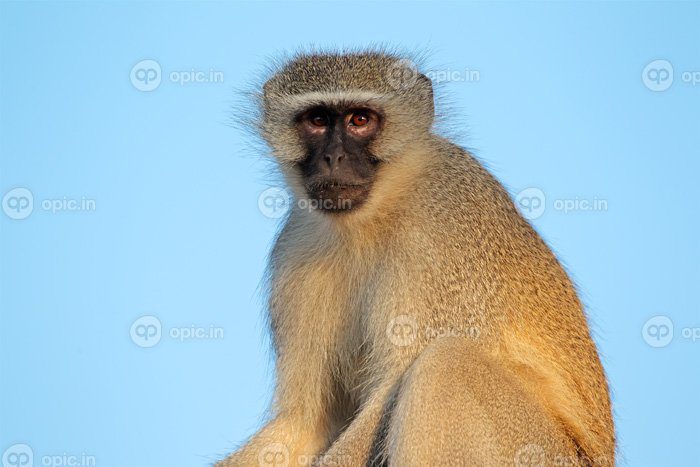 دانلود عکس میمون vervet