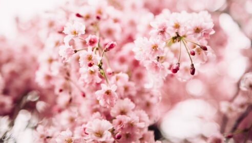 دانلود عکس پس زمینه بهار شکوفه های زیبای گیلاس و سیب در