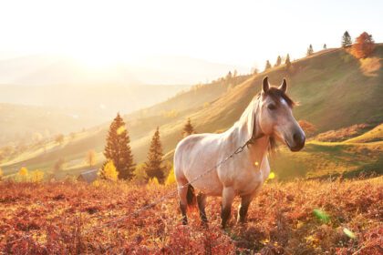 دانلود عکس اسب سفید عرب در دامنه کوه در