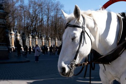 دانلود عکس اسب سفید مهار شده برای پیاده روی استند و دوز