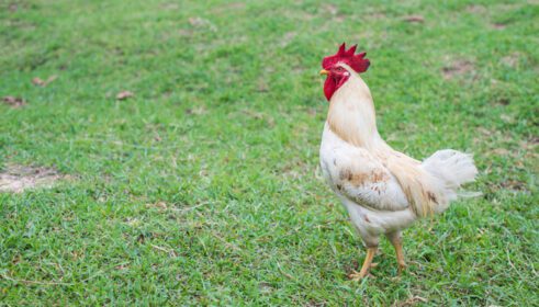 دانلود عکس مرغ سفید قدم زدن در مزرعه طبیعت