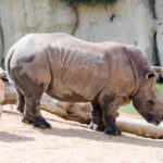 دانلود وکتور تصویر وکتور رایگان قهوه و کروسان برای صبحانه امیدوارم از آن لذت ببرید