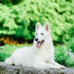 سبد خرید و پرداخت