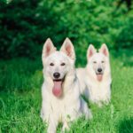 دانلود وکتور طرح دانه های قهوه