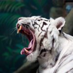دانلود عکس کلاه بیسبال زرد روی تصویر انتزاعی پس زمینه زرد
