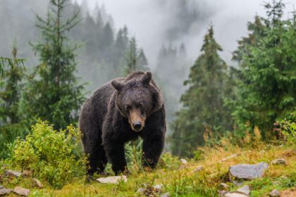 دانلود عکس خرس قهوه ای وحشی در حیوانات جنگلی پاییز در زیستگاه طبیعی