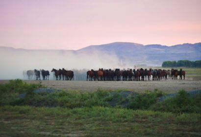 دانلود عکس اسب های وحشی yilki ایستاده در زمین چمنزار گرد و غباری آزاد در فضای باز
