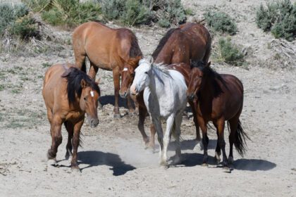 دانلود عکس اسب موستانگ وحشی در کلرادو