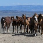 سبد خرید و پرداخت