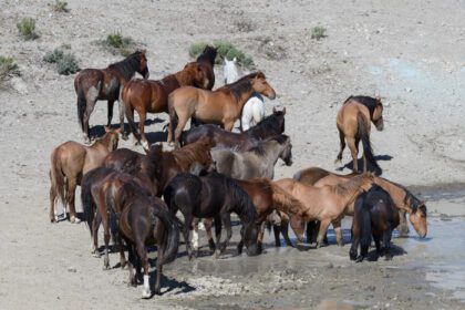 دانلود عکس اسب موستانگ وحشی در کلرادو