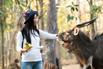 دانلود عکس زن در حال تماشا و غذا دادن به حیوانات در باغ وحش