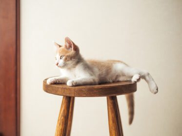 دانلود عکس بچه گربه جوان با چشمان آبی زیبا روی صندلی چوبی