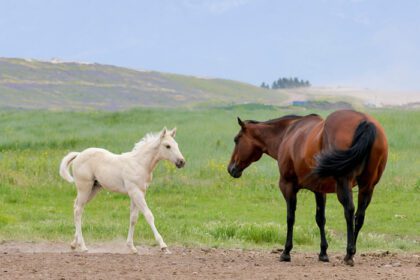 دانلود عکس اسب جوان و اسب بالغ در مرتع