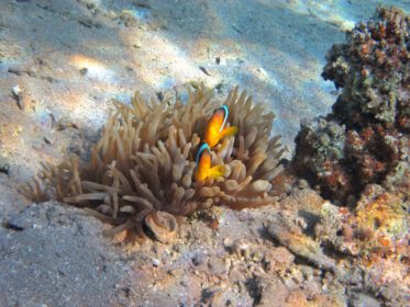 دانلود عکس zwei anemonenfische im versteck
