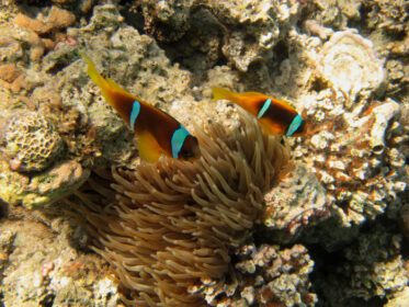 دانلود عکس zwei anemonenfische von oben