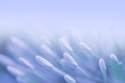 دانلود عکس بنفش آبی زیبا پس زمینه شاخه شکوفه گل بهاری با فضای کپی رایگان برای کارت پستال یا صفحه جلد قالب وب بنر و هدر
