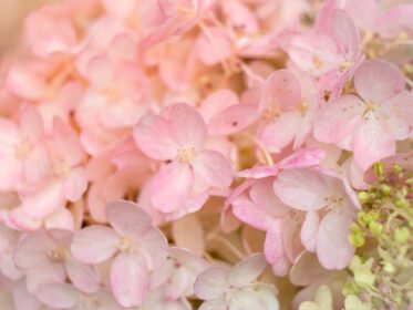 دانلود عکس گل های گل هندی سفید و صورتی عاشقانه گلدار