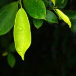 سبد خرید و پرداخت