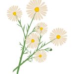 سبد خرید و پرداخت