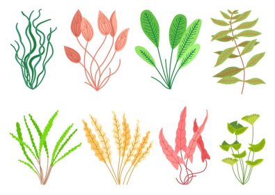 دانلود وکتور کارتونی زیبای گیاهان آکواریومی مجموعه حیات وحش طبیعت