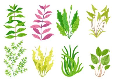 دانلود وکتور کارتونی زیبای گیاهان آکواریومی مجموعه حیات وحش طبیعت