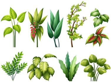 دانلود وکتور انواع مختلف گیاهان