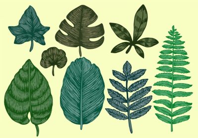 دانلود وکتور دانلود این مجموعه از برگ های وینتیج که شامل سرخس و برگ های مختلف گیاهی و درختی است از استفاده از این برگ های وکتور زیبا در بسیاری از پروژه های طراحی خود لذت ببرید.