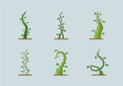 دانلود وکتور گیاه سبز در حال رشد ساقه لوبیا
