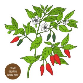 دانلود وکتور طراحی شده با رنگ دستی طرح گیاه فلفل قرمز قدیمی جدا شده در پس زمینه سفید