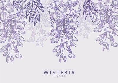 دانلود وکتور تصویر کشیده شده با دست از گل ویستریا عالی برای کاغذ دیواری پس زمینه یا صفحه کتاب رنگ آمیزی