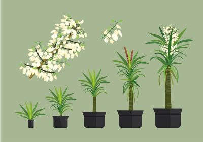 دانلود وکتور موجود در این بسته مجموعه ای از گیاهان یوکا است که برای منابع گرافیکی گیاه شناسی عالی رشد می کنند.