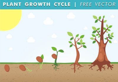 دانلود وکتور چرخه رشد گیاه با توضیحات بعدی فرآیند اول بذر دوم ریشه سوم نهال ساقه چهارم و برگ پنجم می توانید از این وکتور برای توضیح نحوه رشد گیاهان برای بچه ها استفاده کنید
