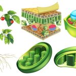 سبد خرید و پرداخت