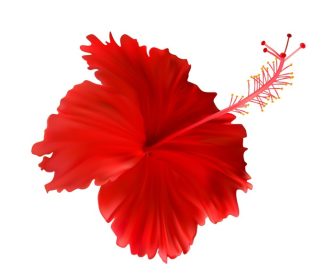 دانلود وکتور گل هیبیسکوس قرمز جدا شده در زمینه سفید