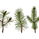 سبد خرید و پرداخت