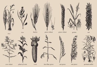 دانلود مجموعه وکتور طراحی دانه ها و ساقه ها به سبک قدیمی برای پروژه های گیاه شناسی شما انتشارات مزرعه یا موضوعات غذایی در طرح های شما