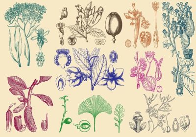 دانلود مجموعه وکتور گیاهان سبک قدیمی برای پروژه های گیاه شناسی انتشارات زیست شناسی یا موضوعات محصول طبیعی در طرح های شما