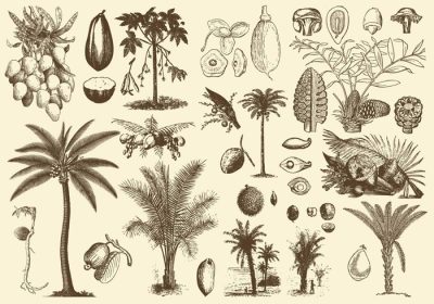 دانلود مجموعه وکتور میوه ها و دانه های خرما برای پروژه های گیاه شناسی شما انتشارات طبیعت یا موضوعات نخل و درخت در طرح های شما