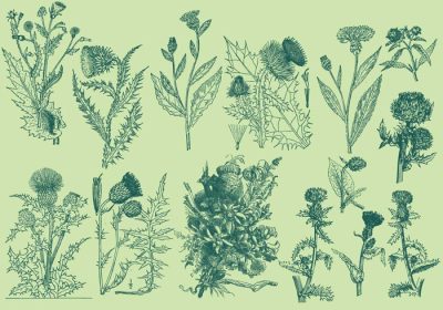 دانلود مجموعه وکتور تصاویر خار پرنعمت برای پروژه های گیاه شناسی انتشارات گیاهی پرآذین یا موضوعات خار در طرح های شما