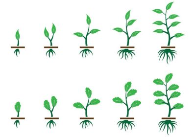 دانلود وکتور مراحل رشد گیاه از دانه به گیاه