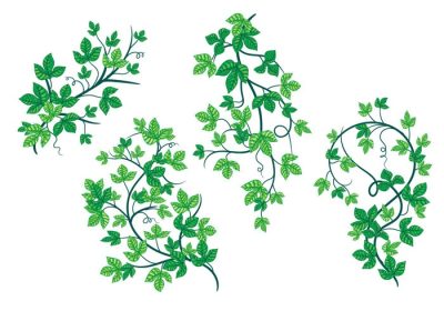 دانلود وکتور برگهای سبز نازک گیاه پیچک سمی عالی برای پوستر پزشکی برچسب کارت پستال دعوت نامه تزئین کاغذ دیواری داخلی الگوی پس زمینه و حاشیه