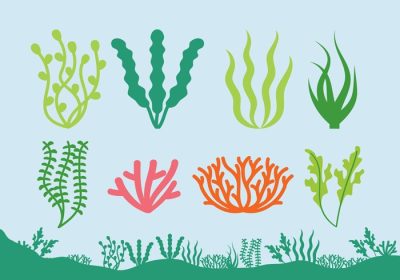 دانلود وکتور مجموعه گیاهان دریایی و جلبک دریایی جدا شده بر روی پس زمینه آبی وکتور گیاهان اقیانوسی مجموعه کاملی برای هر نوع طرح دیگری به صورت لایه لایه و کاملا قابل ویرایش حاوی گرافیک ai eps و svg