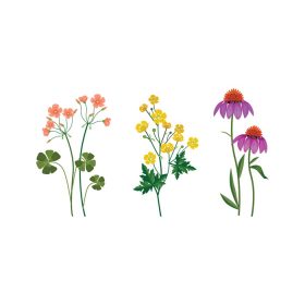 دانلود وکتور گل های وحشی گیاهان مجموعه گیاه شناسی مجموعه گل انیسون علفزار