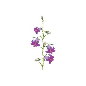 دانلود وکتور گل های وحشی گیاهان مجموعه گیاه شناسی مجموعه گل انیسون علفزار