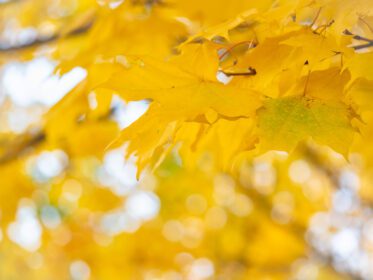 دانلود تصویر پس زمینه انتزاعی پاییزی از برگ های زرد و سبز روشن