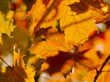 دانلود تصویر پس زمینه انتزاعی پاییزی از برگ های زرد و قرمز روشن